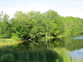 green foliage around a pond