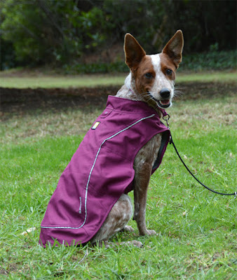 Purple Ruffwear jacket