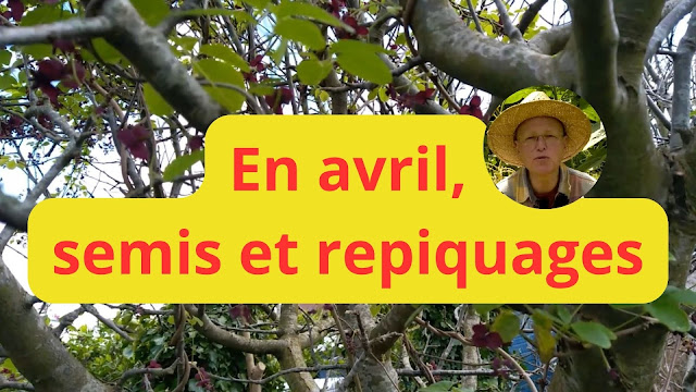 En avril, on intensifie les semis et les repiquages (vidéo)