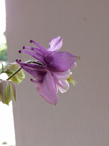 aquilegia lilac2