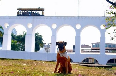 Calendário de animais 2011 6