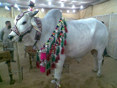 Cows in the market for this Eid-ul-Azha