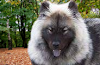 Chow Chow Wolf Mix Temperament, Size, Lifespan, Adoption, Price