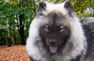 Chow Chow Wolf Mix Temperament, Size, Lifespan, Adoption, Price
