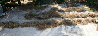 Drying hay