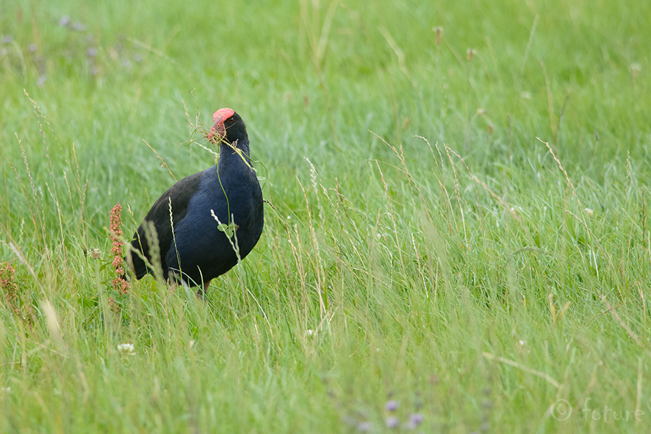 Tõmmu-sultantait, Porphyrio melanotus, Pukeko, Australasian Swamphen, Australian, tait