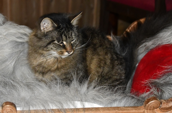 pus katt kattepus pusekatt
