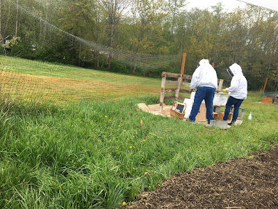 First time beekeepers installing package of bees