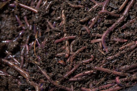 Con trùn quế - Những đặc điểm tuyệt vời và vai trò quan trọng của loài côn trùng này
