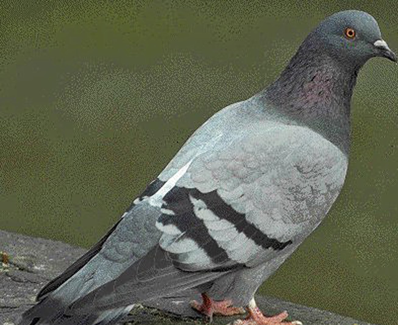 Burung merpati