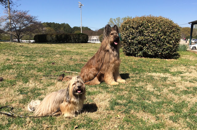 Norman the Scooter Dog and Rocco Havanese Agility Dog