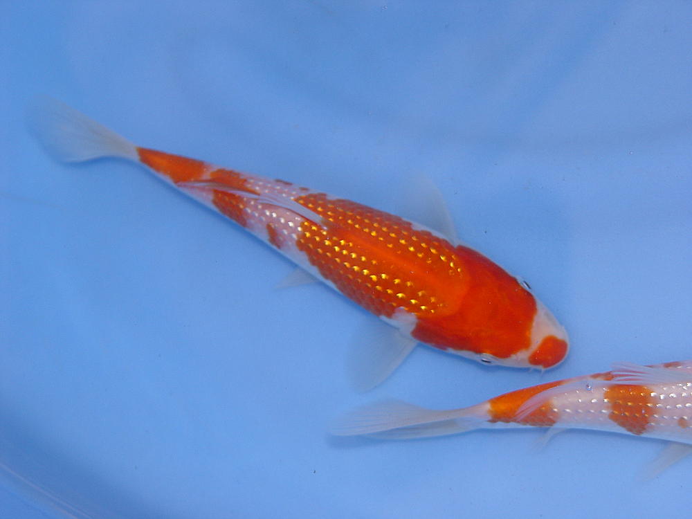 Beautysmile-Koi: Pearl Ginrin ( rare fish )