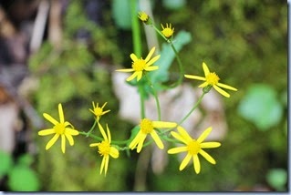 IMG_2806