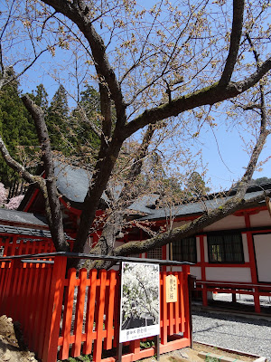 金櫻神社 鬱金桜