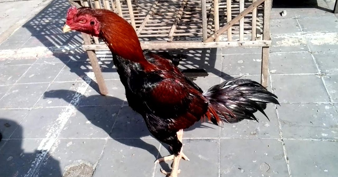 17 Cara  Merawat  Ayam  Bangkok Aduan Muda Agar Kuat dan 