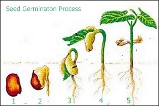 Exclusive Zone: Seed Germination Process