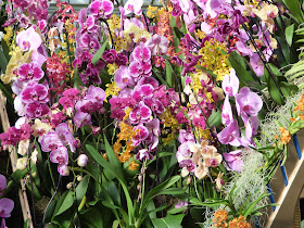 Orchid Festival at Kew Gardens Princess of Wales Conservatory 2018