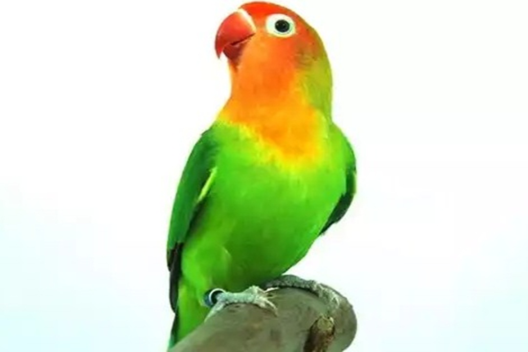 Masteran Love Bird Swara Kicau Burung