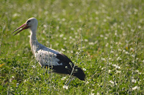 African Sacred Ibis Enjoys Walking Inside @SANParksKNP #SA #PhotoYatra #TheLifesWayCaptures