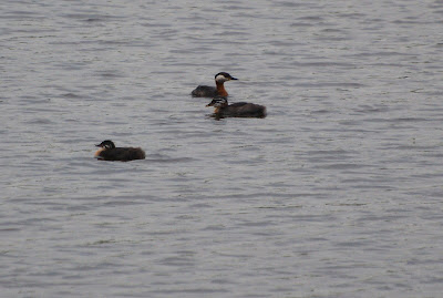 Readhalsdûker - Roodhalsfuut - Podiceps grisegena