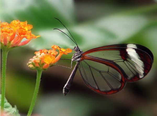 Transparent Butterfly are they real