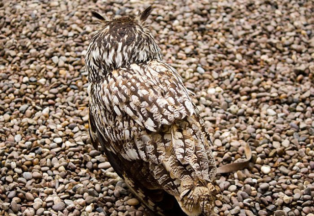 Owl camouflage, camouflaged owls