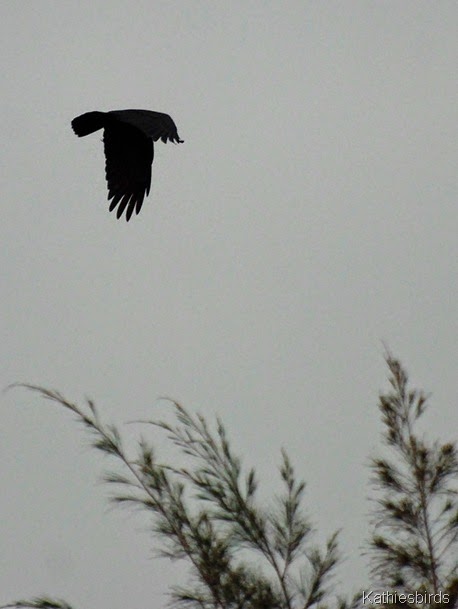 6. fish crow-kab