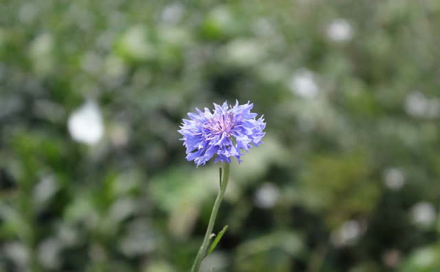 Cornflower Flowers Pictures