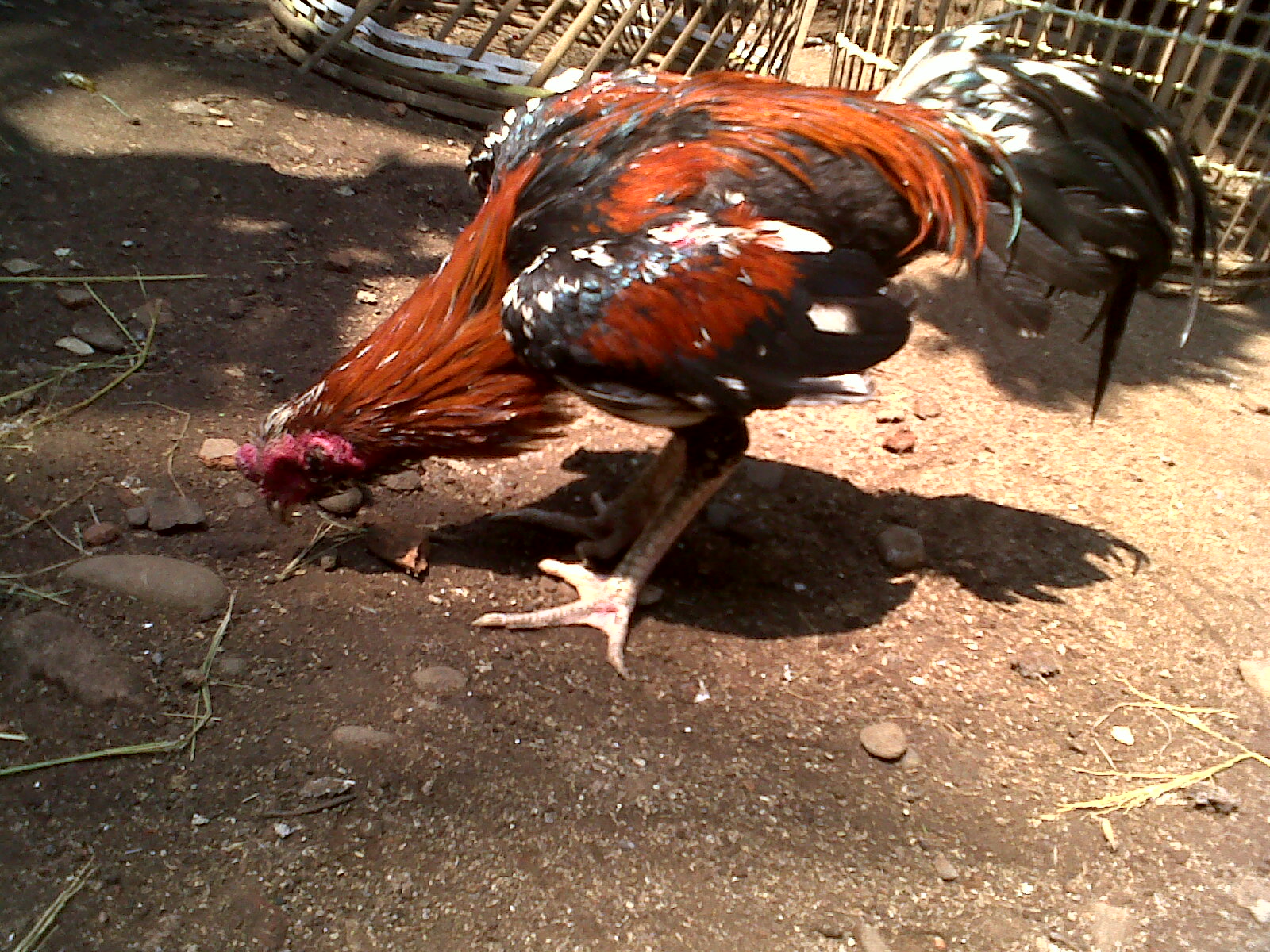 Lihat Koleksi Ayam Bangkok Siap Tarung Lainnya Rooster Rj 4 Di