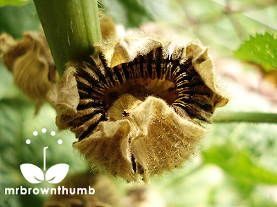 Ripe hollyhock seed pod, how to collect hollyhock seeds