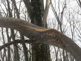witch hazel branch split