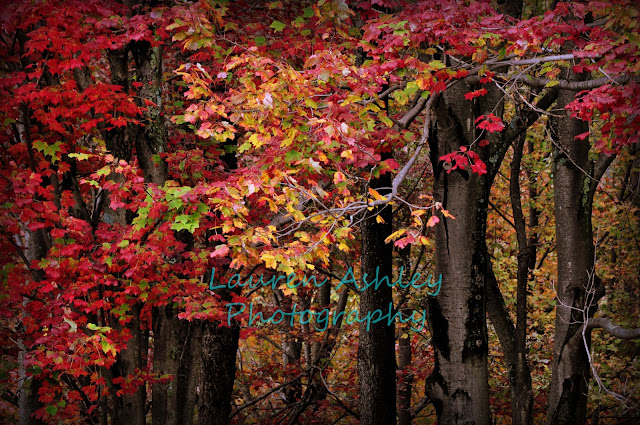 Fall Leaves