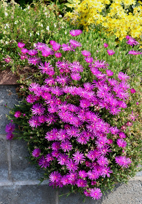 Delosperma cooperii