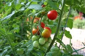 Cara Budidaya Tomat Organik Di Lingkungan Sekitar