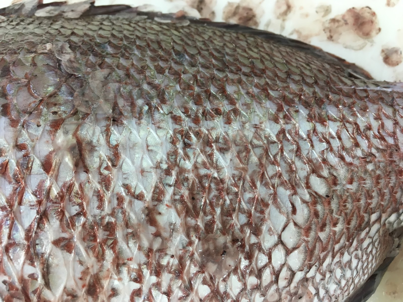 お魚情報サイト うろこ引き ウロコ取り Remove The Scales 魚うろこ取り