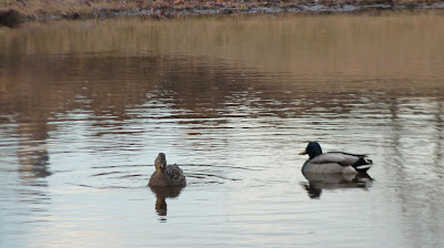 pair of mallards