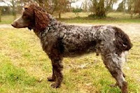 Spaniel de Pont Audemer