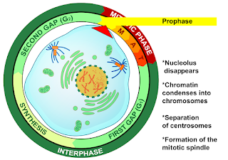 Tahapan Pembelahan Mitosis : Interfase, Fase Mitotik, dan Sitokinesis