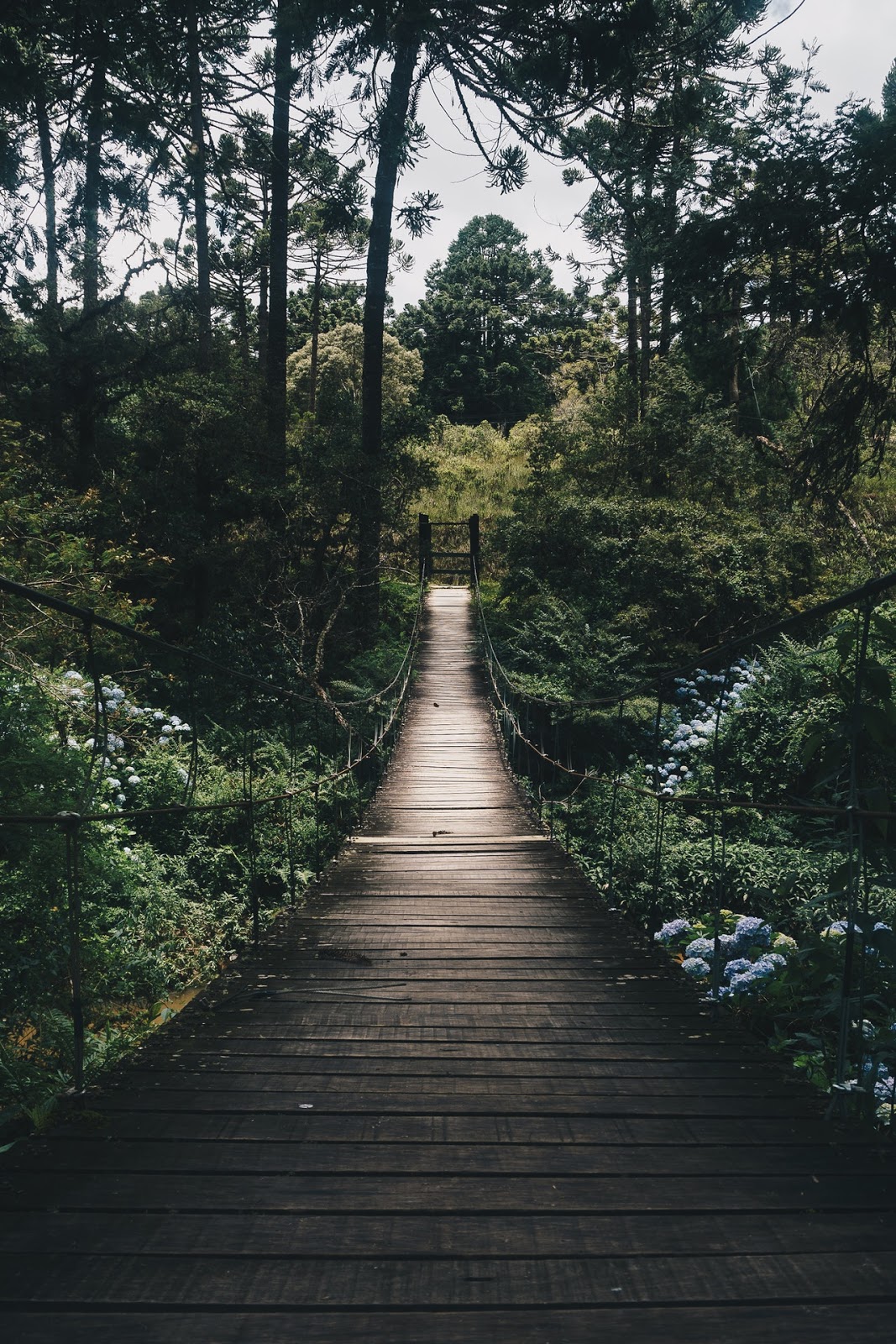 Kumpulan Gambar Pemandangan Indah Hutan Alam Bebas Gambar Indah