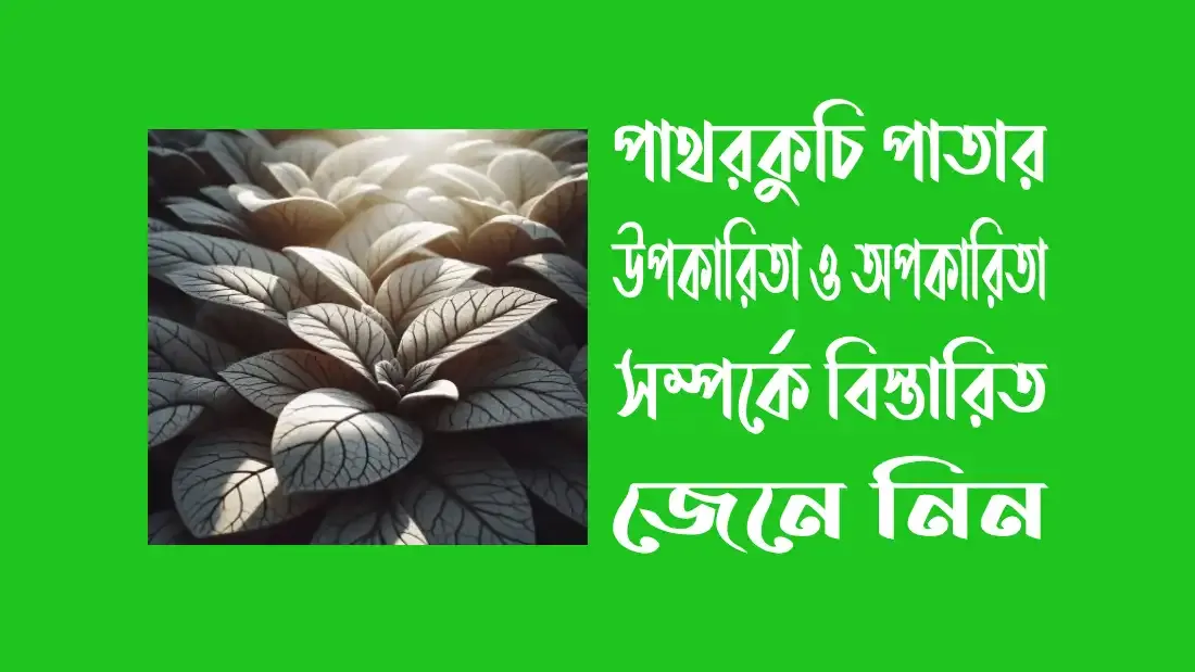 পাথরকুচি-পাতার-উপকারিতা-ও-অপকারিতা-সম্পর্কে-জেনে-নিন
