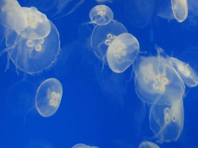 Field Trip to Aquarium to see Moonjellies