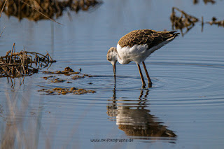 Wildlifefotografie Neretva Delta Stelzenläufer Olaf Kerber