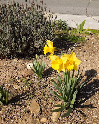 Daffodils are Back in Bloom