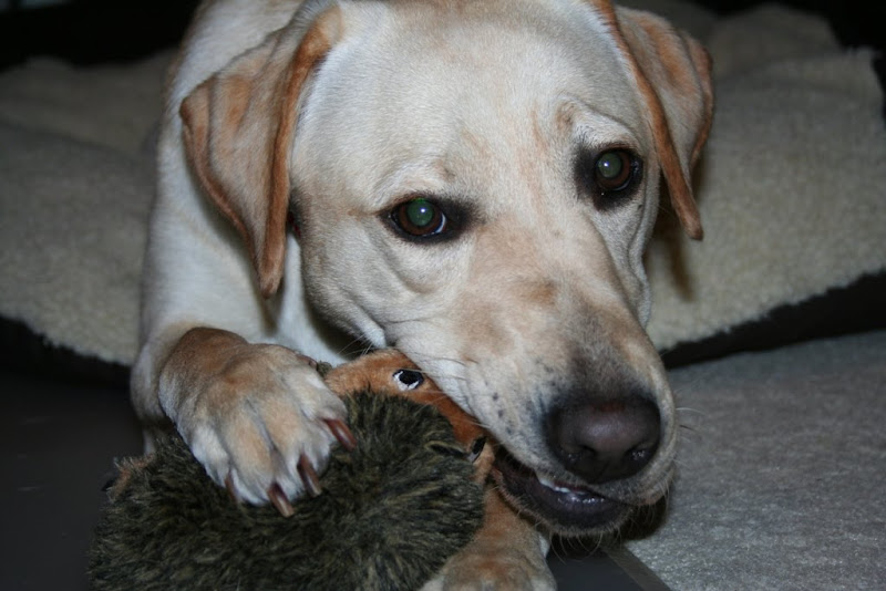 Cabana biting the nose off a stuffed hedgehog