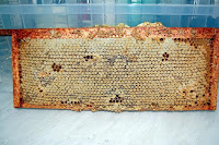 capped frame of honey