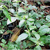 BARUCINA (Artemisia vulgaris L.)
