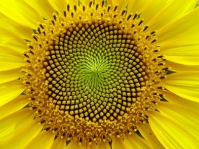 GIRASSOL - Fractal na natureza