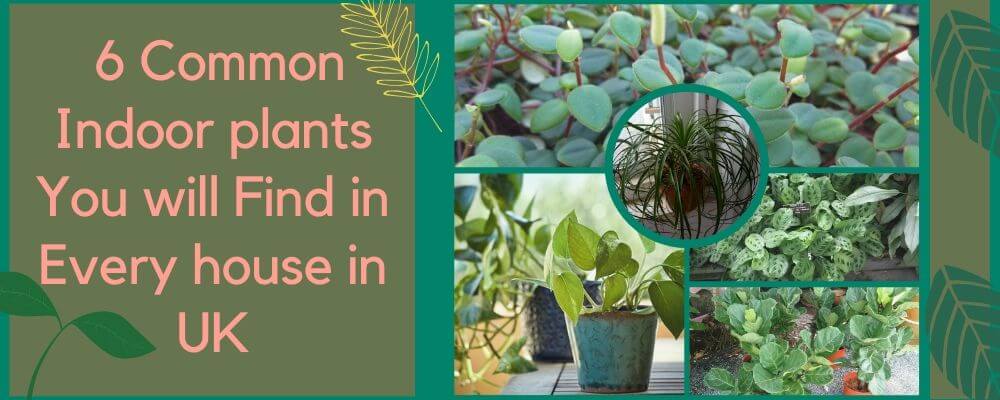 6 Common Indoor plants You will Find in Every house in UK