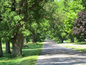 road with trees shading it