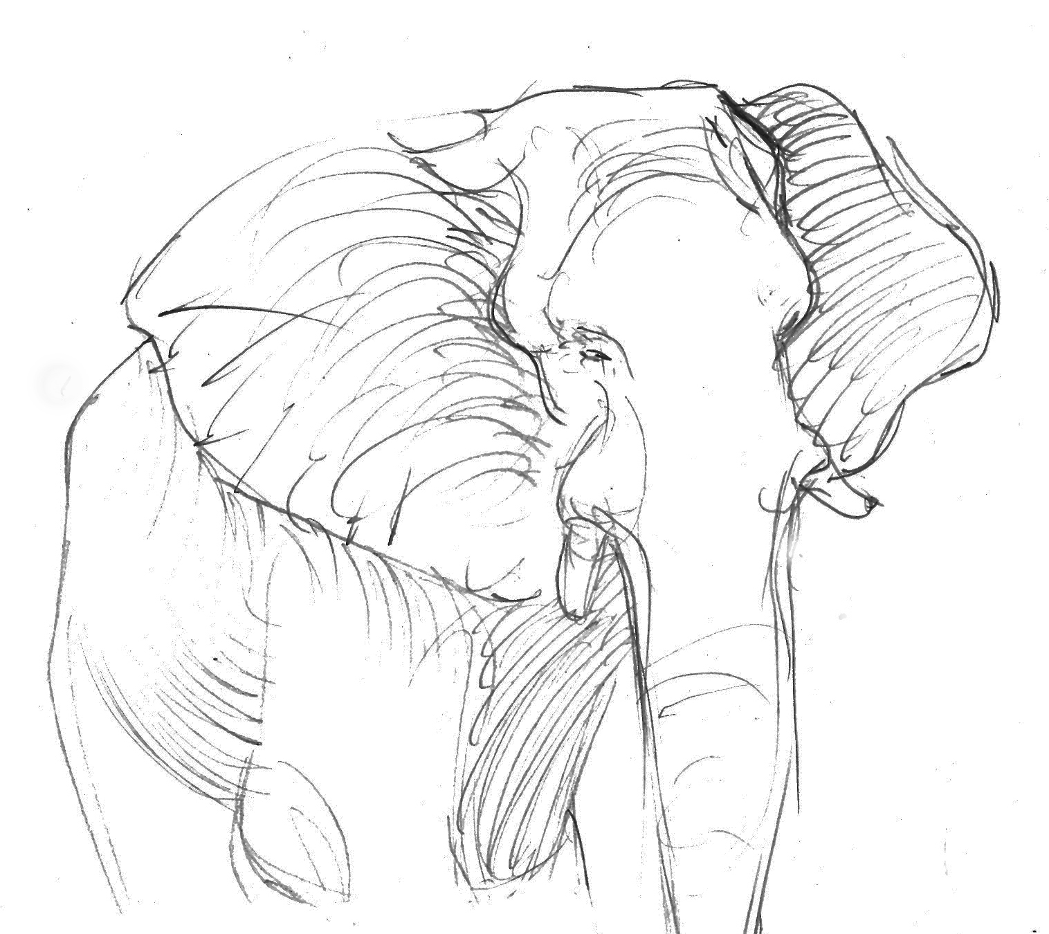 elephant drawings